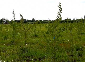 Nytt biodrivmedel kan vara verklighet inom kort