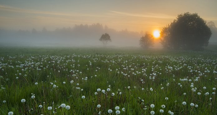 Dimma på ängen med maskrosor