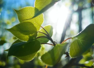 Poppelodling kan ge stora mängder biomassa