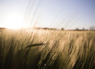 Myten om den helt oplanerbara energin