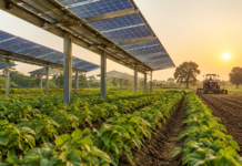 Indien tar fram policy för solenergi på jordbruksmark Indien tar fram policy för solenergi på jordbruksmark